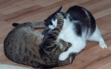 Evcil kediler. Kedi dövüşleri. Avrupa kedi cinsi