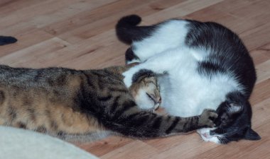 Evcil kediler. Kedi dövüşleri. Avrupa kedi cinsi