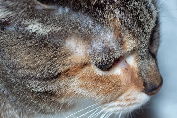 Οικιακές Γάτες Γατοκαυγάδες Ευρωπαϊκή Φυλή Γατών — Φωτογραφία Αρχείου
