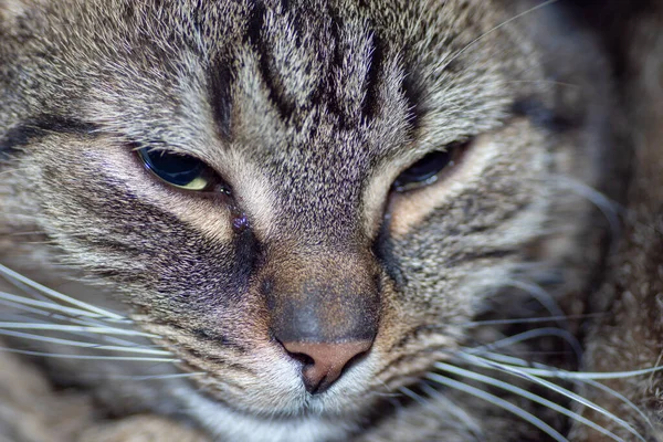 Evcil Kediler Kedi Dövüşleri Avrupa Kedi Cinsi — Stok fotoğraf