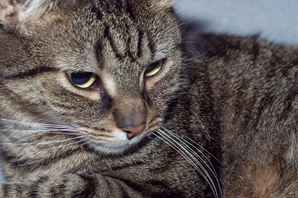 Gatos Domésticos Peleas Gatos Raza Europea Gatos — Foto de Stock