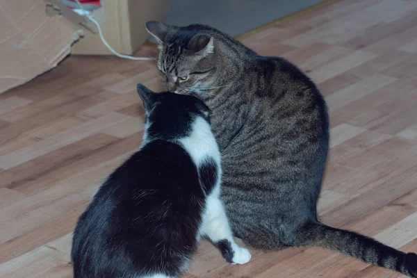 Gatos Domésticos Lutas Gatos Raça Europeia Gatos — Fotografia de Stock