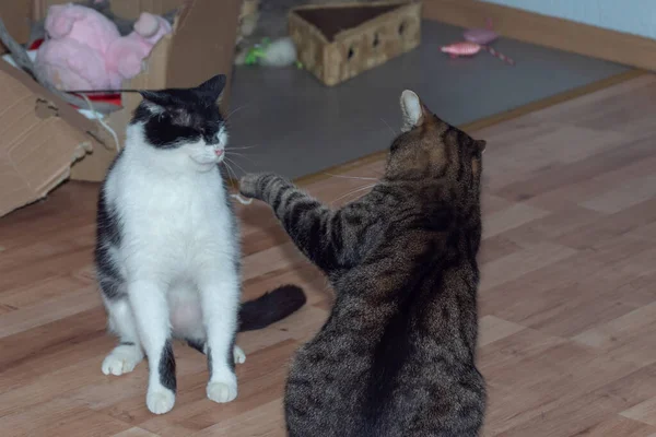 Gatos Domésticos Peleas Gatos Raza Europea Gatos —  Fotos de Stock