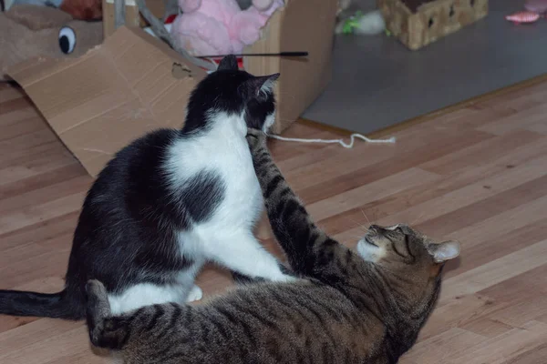Evcil Kediler Kedi Dövüşleri Avrupa Kedi Cinsi — Stok fotoğraf
