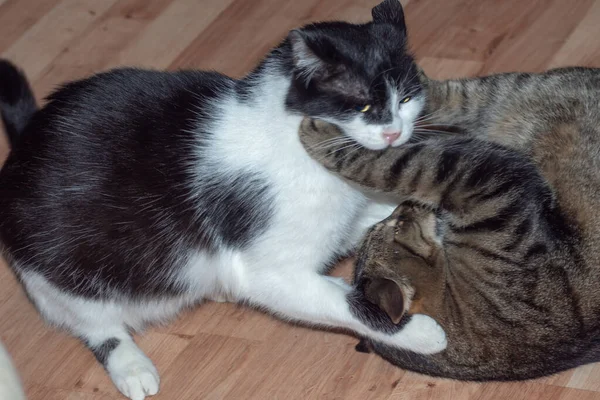 Gatos Domésticos Lutas Gatos Raça Europeia Gatos — Fotografia de Stock