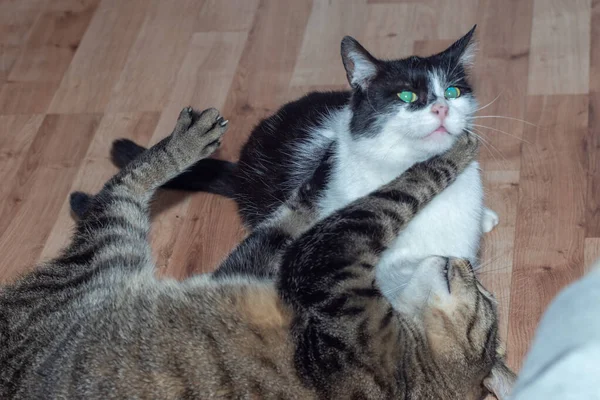 Gatos Domésticos Peleas Gatos Raza Europea Gatos —  Fotos de Stock