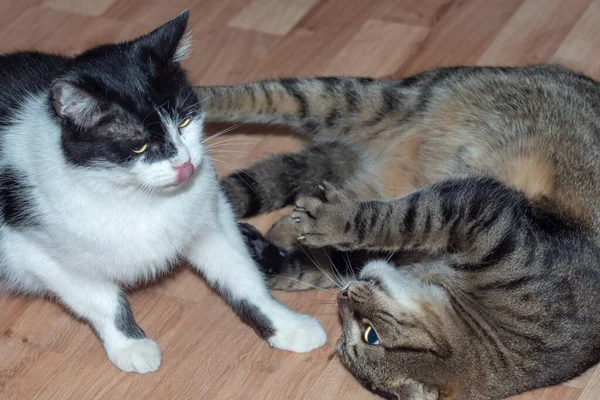 Gatti Domestici Combatte Con Gatti Razza Gatto Europea — Foto Stock