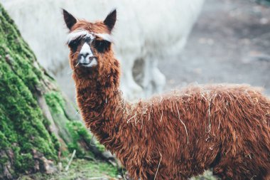Chorzw, Polonya 01 Ocak 2020.Silezya Zooloji Bahçesi