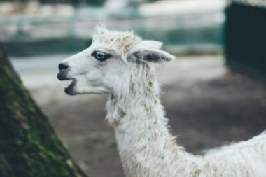 Chorzw, Polonya 01 Ocak 2020.Silezya Zooloji Bahçesi
