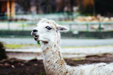 Chorzw, Polonya 01 Ocak 2020.Silezya Zooloji Bahçesi