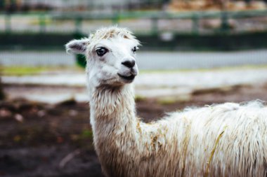 Chorzw, Polonya 01 Ocak 2020.Silezya Zooloji Bahçesi