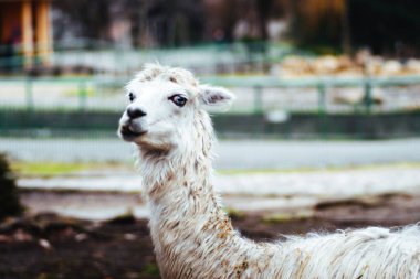 Chorzw, Polonya 01 Ocak 2020.Silezya Zooloji Bahçesi