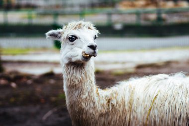 Chorzw, Polonya 01 Ocak 2020.Silezya Zooloji Bahçesi