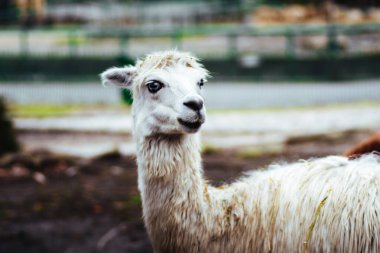 Chorzw, Polonya 01 Ocak 2020.Silezya Zooloji Bahçesi