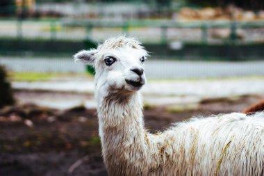 Chorzw, Polonya 01 Ocak 2020.Silezya Zooloji Bahçesi