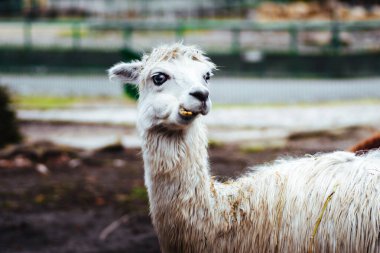 Chorzw, Polonya 01 Ocak 2020.Silezya Zooloji Bahçesi