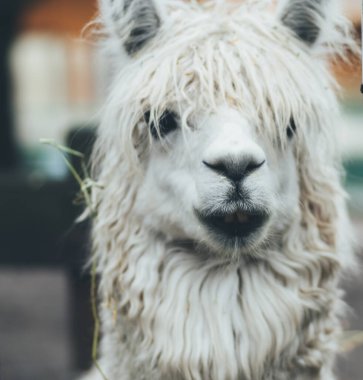 Chorzw, Polonya 01 Ocak 2020.Silezya Zooloji Bahçesi