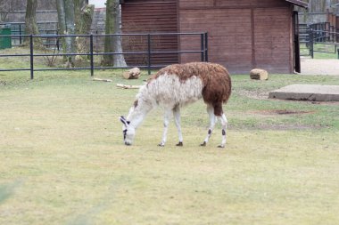 Chorzw, Polonya 01 Ocak 2020.Silezya Zooloji Bahçesi
