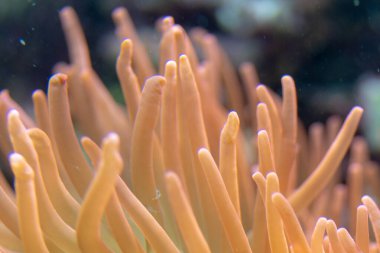 Chorzw, Polonya 01 Ocak 2020.Silezya Zooloji Bahçesi