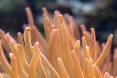 Chorzw, Polonya 01 Ocak 2020.Silezya Zooloji Bahçesi