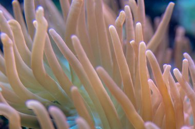 Chorzw, Polonya 01 Ocak 2020.Silezya Zooloji Bahçesi