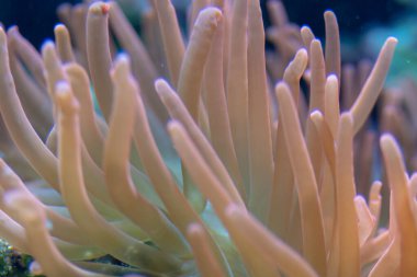 Chorzw, Polonya 01 Ocak 2020.Silezya Zooloji Bahçesi