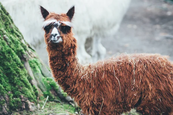 Chorzw, Polonya 01 Ocak 2020.Silezya Zooloji Bahçesi