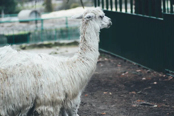 Chorzw Polen Januar 2020 Schlesischer Zoologischer Garten — Stockfoto