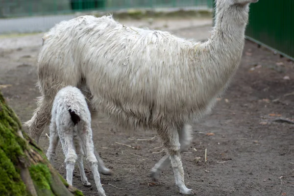 Chorzw Polska Styczeń 2020 Śląski Ogród Zoologiczny — Zdjęcie stockowe