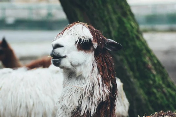 Chorzw Polska Styczeń 2020 Śląski Ogród Zoologiczny — Zdjęcie stockowe