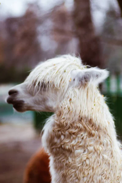 Chorzw Polsko Leden 2020 Slezská Zoologická Zahrada — Stock fotografie