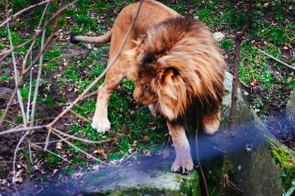 Chorzw Polska Styczeń 2020 Śląski Ogród Zoologiczny — Zdjęcie stockowe