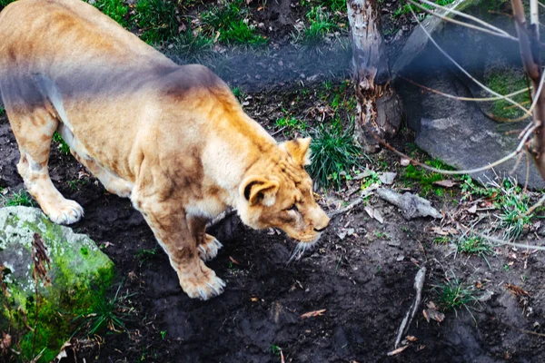 Chorzw Poland January 2020 Silesian Zoological Garden — Stockfoto