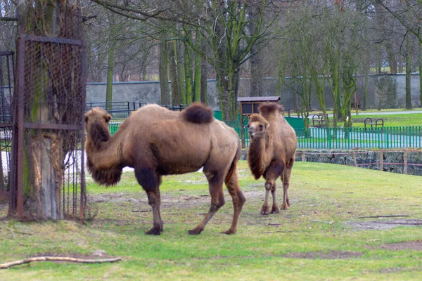 Chorzw Polen Januar 2020 Schlesischer Zoologischer Garten — Stockfoto