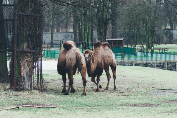 Chorzw Polen Januar 2020 Schlesischer Zoologischer Garten — Stockfoto