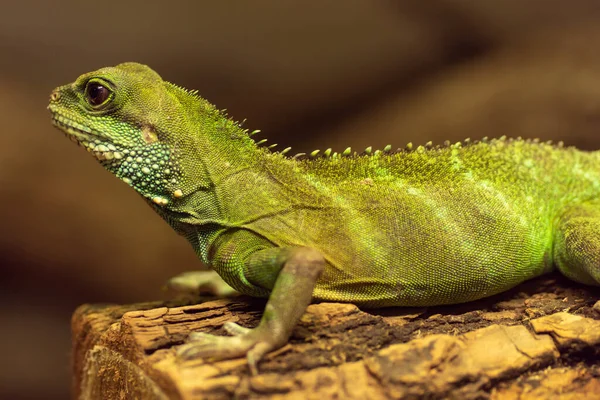 Chorzw Polonia Enero 2020 Silesian Zoological Garden — Foto de Stock