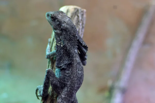 Chorzw Polen Januar 2020 Schlesischer Zoologischer Garten — Stockfoto