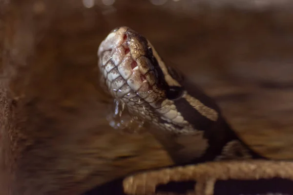 Chorzw Poland January 2020 Silesian Zoological Garden — 스톡 사진