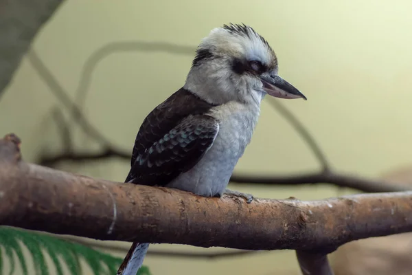 Chorzw, Polonya 01 Ocak 2020.Silezya Zooloji Bahçesi