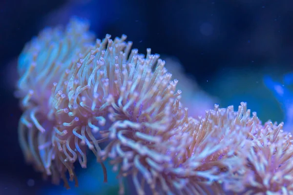 Chorzw, Polonya 01 Ocak 2020.Silezya Zooloji Bahçesi