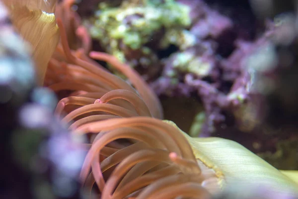 Chorzw Polonia Gennaio 2020 Giardino Zoologico Della Slesia — Foto Stock