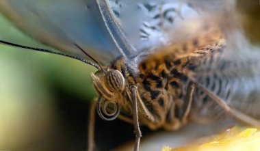 Wroclaw, Polonya 21 Ocak 2020. Wroclaw Afrika Karyumundaki Hayvanlar