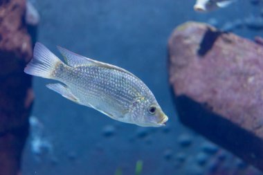 Wroclaw, Polonya 21 Ocak 2020. Wroclaw Afrika Karyumundaki Hayvanlar