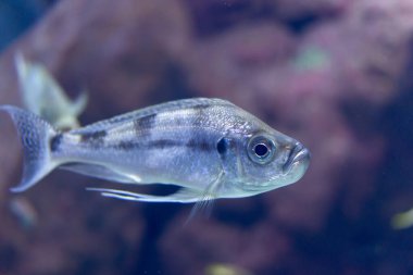 Wroclaw, Polonya 21 Ocak 2020. Wroclaw Afrika Karyumundaki Hayvanlar