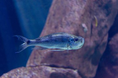 Wroclaw, Polonya 21 Ocak 2020. Wroclaw Afrika Karyumundaki Hayvanlar