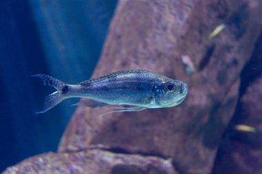 Wroclaw, Polonya 21 Ocak 2020. Wroclaw Afrika Karyumundaki Hayvanlar