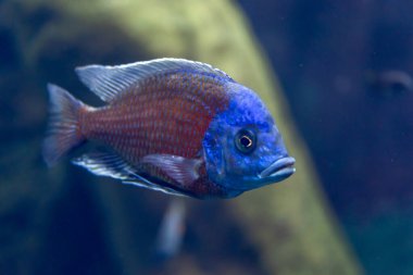 Wroclaw, Polonya 21 Ocak 2020. Wroclaw Afrika Karyumundaki Hayvanlar