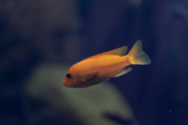 Wroclaw, Polonya 21 Ocak 2020. Wroclaw Afrika Karyumundaki Hayvanlar