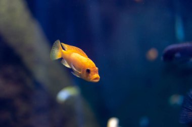 Wroclaw, Polonya 21 Ocak 2020. Wroclaw Afrika Karyumundaki Hayvanlar