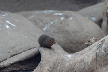 Wroclaw, Polonya 21 Ocak 2020. Wroclaw Afrika Karyumundaki Hayvanlar